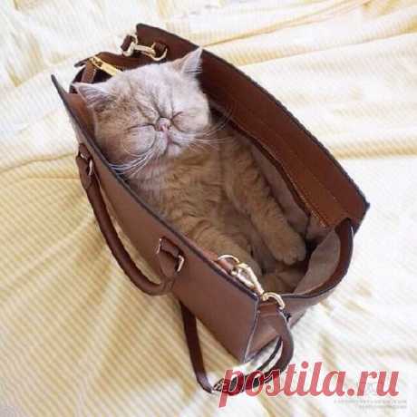 хх