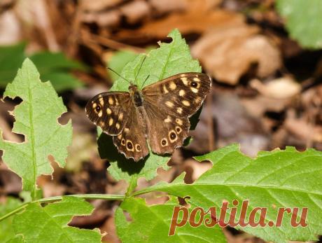 Бабочка #Paparge_aegeria (краеглазка эгерия) распространена на большей части Европы, кроме севера. Обитает на тенистых лесных дорогах и полянах. Кормовое растение - разнообразные злаки.