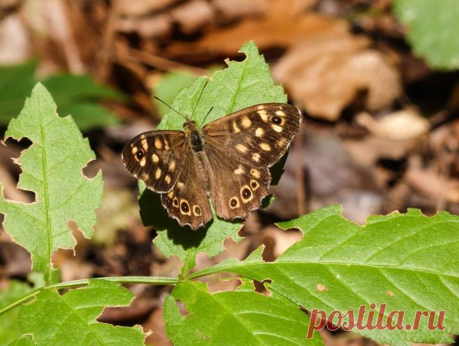 Бабочка #Paparge_aegeria (краеглазка эгерия) распространена на большей части Европы, кроме севера. Обитает на тенистых лесных дорогах и полянах. Кормовое растение - разнообразные злаки.
