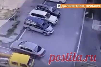 Овчарка на самовыгуле растерзала собаку на руках у россиянки и попала на видео. В Дальнегорске Приморского края овчарка на самовыгуле растерзала йоркширского терьера в руках его хозяйки. Видеозапись происшествия публикует Telegram-канал Amur Mash. На кадрах видно, как овчарка бежит к женщине с собакой и набрасывается на маленькое животное. Хозяйка йорка пытается поднять его на руки.
