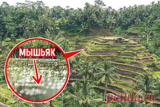 9 привычных продуктов с сюрпризами, которые нас вряд ли обрадуют