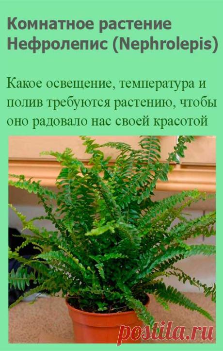 Комнатное растение Нефролепис (Nephrolepis). Название рода происходит от греческих слов nephros - "почка" и lepis - "чешуя" и указывает на форму покрывалец папоротников этого рода, включающего около 30 видов. В продаже встречается нефролепис возвышенный (N.exaltata). Перистые вайи нефролеписа нередко достигают в длину 70 см.
