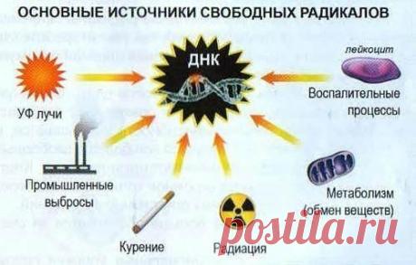 Что такое антиоксиданты и почему они так важны для кожи? / Экстремальный досуг