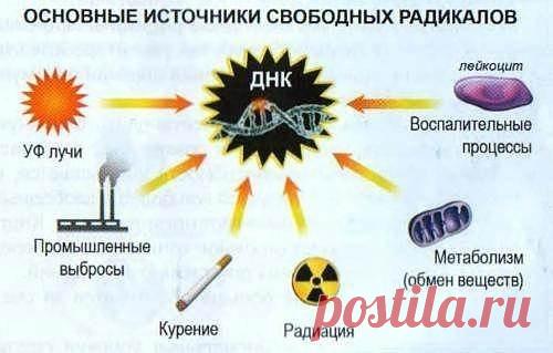 Что такое антиоксиданты и почему они так важны для кожи? / Экстремальный досуг