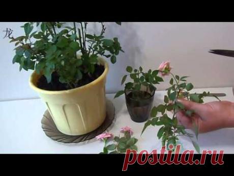 обрезка комнатной розы и размножение розы черенками