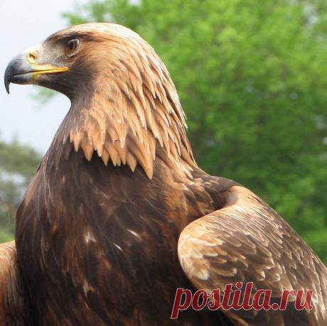 Беркут: Закрытая территория. Что будет с тем, кто пересёк его владения? | Рекомендательная система Пульс Mail.ru