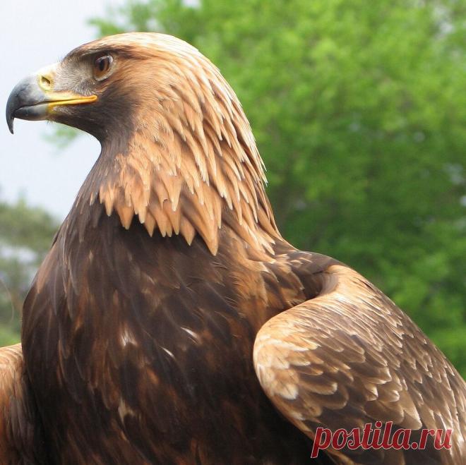 Беркут: Закрытая территория. Что будет с тем, кто пересёк его владения? | Рекомендательная система Пульс Mail.ru