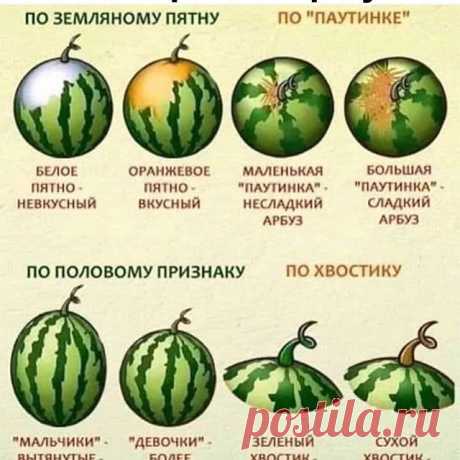 Photo by Полезные Советы on August 02, 2020. На изображении может находиться: 1 человек, текст «выбираем арбуз по земляному пятну по "паутинке" белое пятно невкусный оранжевое пятно вкусный млленькая "паутинка" несладкий арбуз большая "паутинка"- сладкий арбуз по половому признаку по хвостику "мальчики" вытянутые водянистые "девочки" более круглые сладкие зеленый хвостик незрелый арбуз сухой хвостик спелый арбд»