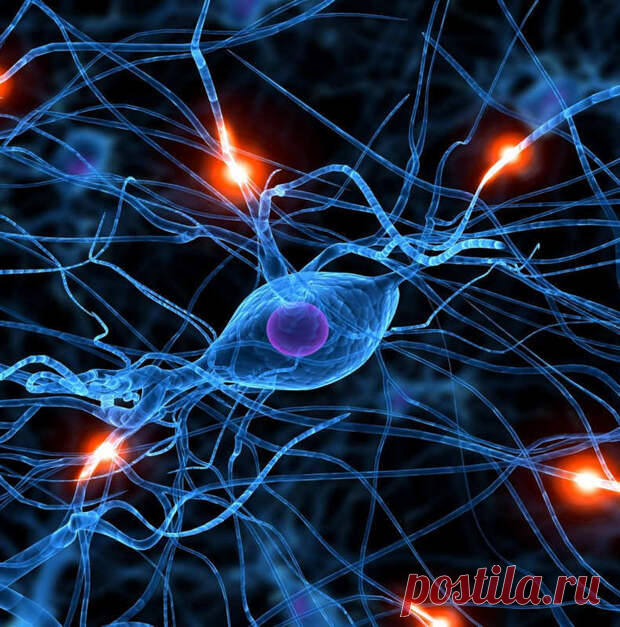 Чем заменить таблетки для улучшения работы мозга: 5 советов нейробиолога