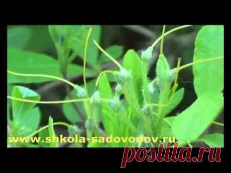 РОДОДЕНДРОН. ЛЕТНИЙ УХОД.