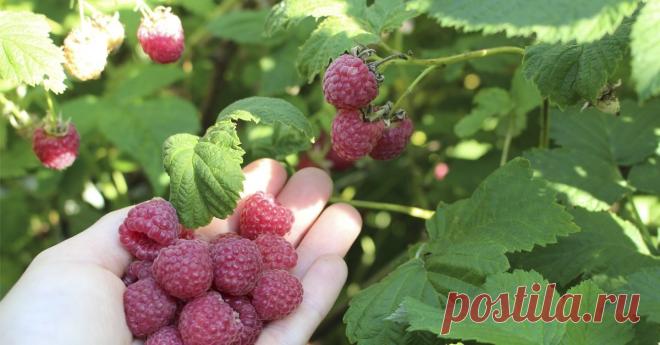 Почему малина кислая: 5 основных причин Ягоды малины созрели, а их вкус не впечатляет? Мы расскажем, в чем дело.