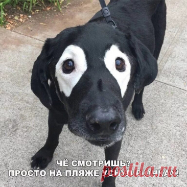 Приколы с животными? Смешные приколы с животными?Приколы животных 2022?Прикол животные