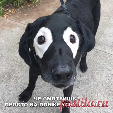 Приколы с животными? Смешные приколы с животными?Приколы животных 2022?Прикол животные