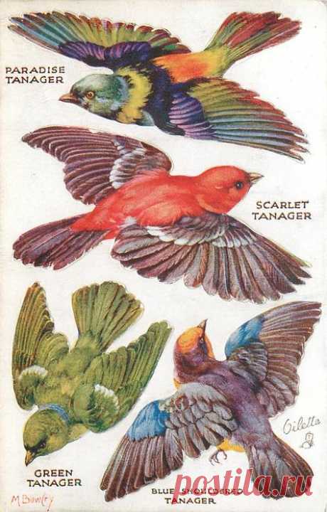 PARADISE TANAGER, SCARLET TANAGER, GREEN TANAGER, BLUE SHOULDERED TANAGER - TuckDB Postcards