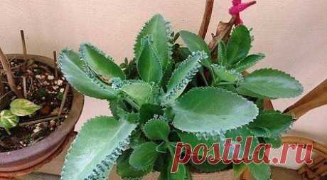 МОЙ САД |Дача, загородный дом, огород, растения