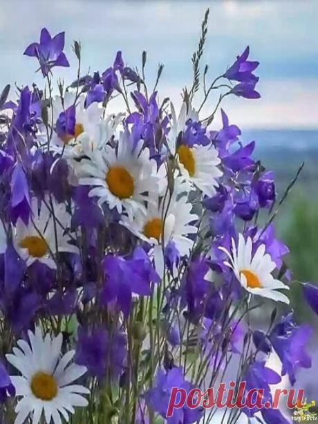 ...Цветы - это улыбка Бога на земле...
Кто созерцает цветы, творит молитву Всевышнему.....
С удовольствием жить...Чтобы было, что вспомнить...И ничего.. что б хотелось забыть...