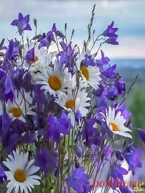 ...Цветы - это улыбка Бога на земле...
Кто созерцает цветы, творит молитву Всевышнему.....
С удовольствием жить...Чтобы было, что вспомнить...И ничего.. что б хотелось забыть...