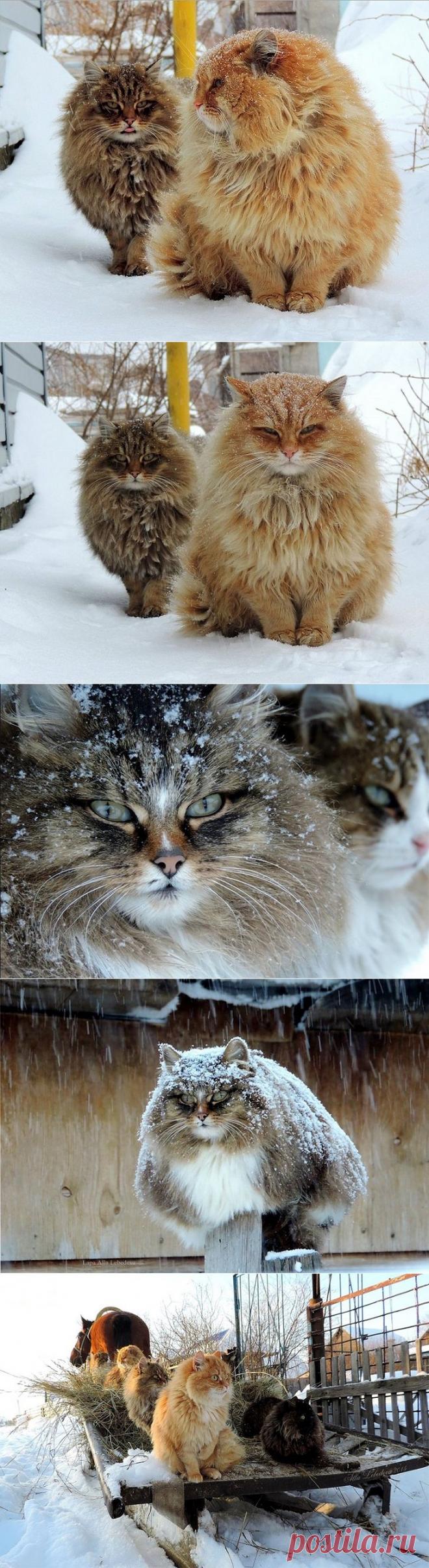 Необычная колония рыжих под Барнаулом • НОВОСТИ В ФОТОГРАФИЯХ