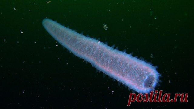 10 таинственных фактов об океане, которые никого не оставят равнодушными / Туристический спутник