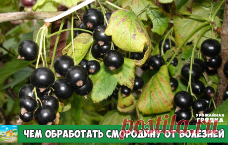 Смородина может болеть разными заболеваниями: септориоз, мучнистая роса (пепелица), антракноз, ржавчина, махровость и т. д. Все они имеют свою специфику и лечение. 

Чем обработать смородину от болезней?

 Бордоская жидкость (бордоская смесь) лечит ржавчину, мучнистую росу, антракноз, септориоз (белая пятнистость), прожилковую мозаику, так что ее можно использовать как универсальное, экстренное средство. На ведро воды обычно берут 40 грамм вещества. После разведения пагоны...