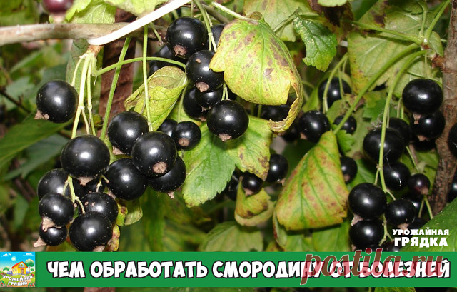 Смородина может болеть разными заболеваниями: септориоз, мучнистая роса (пепелица), антракноз, ржавчина, махровость и т. д. Все они имеют свою специфику и лечение. 

Чем обработать смородину от болезней?

 Бордоская жидкость (бордоская смесь) лечит ржавчину, мучнистую росу, антракноз, септориоз (белая пятнистость), прожилковую мозаику, так что ее можно использовать как универсальное, экстренное средство. На ведро воды обычно берут 40 грамм вещества. После разведения пагоны...