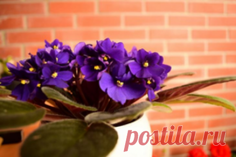 Фиалки в доме – какие приметы с ними связаныФиалки в доме – какие приметы с ними связаны