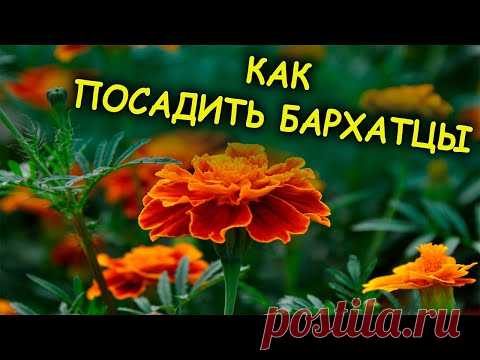 Бархатцы всходят моментально при таком посеве. Как вырастить рассаду бархатцев весной. Тагетес.