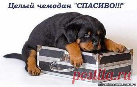 Спасибо! открытка