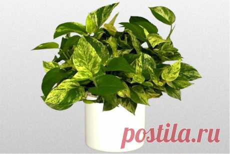 Эпипремнум (Сциндапсус) уход в домашних условиях. 

Декоративнолиственное растение, которое относится к семейству ароидных и насчитывает более 20 видов. Территория распространения в диком виде - субтропики Юго-Восточной Азии.

Эпипремнум - ампельное и лазящее растение с побегами, достигающими до 10 м в длину. Как декоративная лиана широко используется для озеленения интерьеров.
Показать полностью…