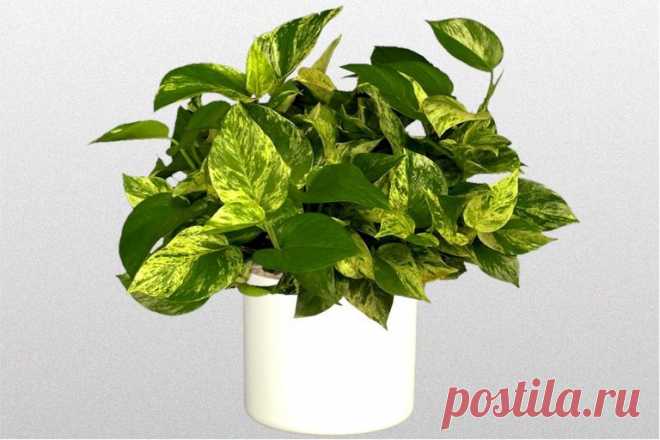 Эпипремнум (Сциндапсус) уход в домашних условиях. 

Декоративнолиственное растение, которое относится к семейству ароидных и насчитывает более 20 видов. Территория распространения в диком виде - субтропики Юго-Восточной Азии.

Эпипремнум - ампельное и лазящее растение с побегами, достигающими до 10 м в длину. Как декоративная лиана широко используется для озеленения интерьеров.
Показать полностью…