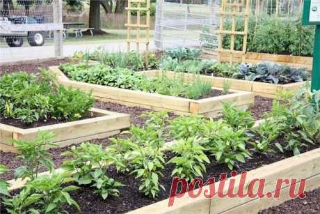 Ограждения для грядок.Мои идеи. - Садоводка