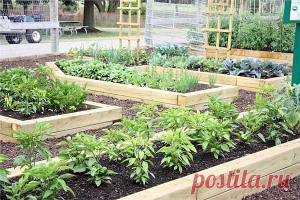 Ограждения для грядок.Мои идеи. - Садоводка