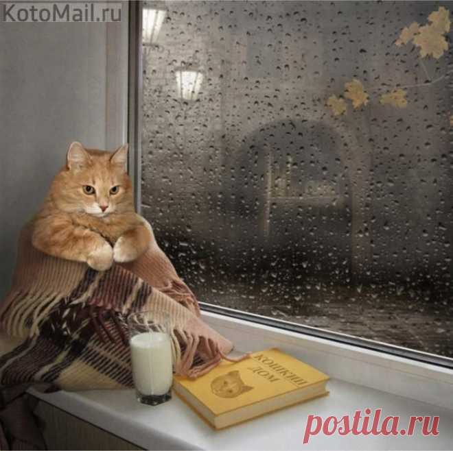 Осенние вечера | KotoMail.ru