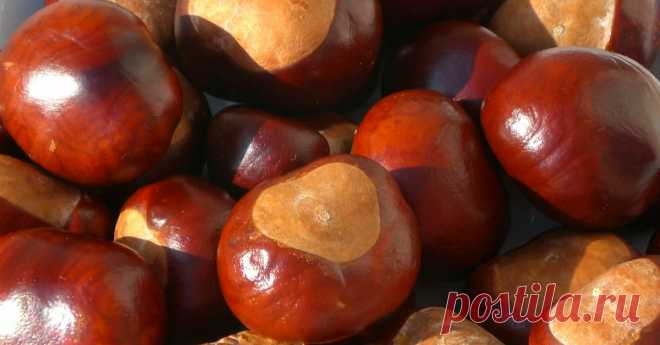 Каштанов под ногам пруд пруди — используй их правильно! 10 блестящих идей для применения каштанов. Запасусь как следует!