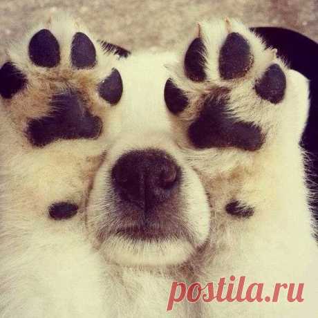 Ку-ку!