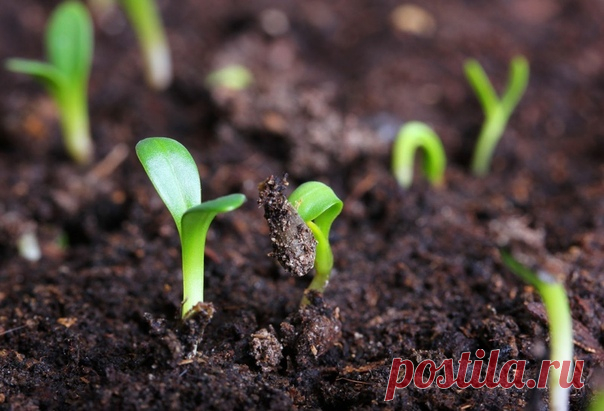 Семена сажаем в кипяток

