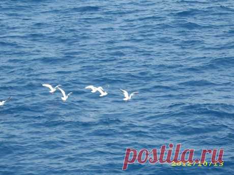 Чайки над морем