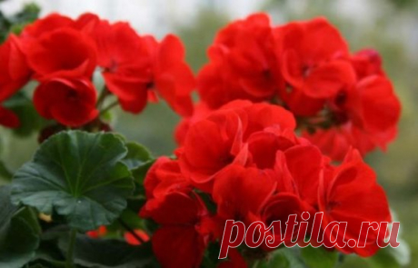 Полезные свойства герани