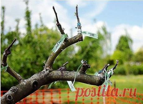 КАК ПРАВИЛЬНО ПРИВИТЬ НА ОДНУ ЯБЛОНЮ НЕСКОЛЬКО СОРТОВ (советы агронома)
Сохраните, чтобы не потерять! 
Прививками я занимаюсь уже более 20 лет, мне это доставляет несказанное удовольствие. На каждом дереве у меня по нескольку сортов, это очень удобно и красиво. Представьте себе яблоню, на которой с одной стороны красные яблоки, с другой – желтые, с третьей – зеленые с красным бочком. Чудо!
Участок у меня очень маленький, всего 2 с небольшим сотки, особо не размахнешься. Дв...