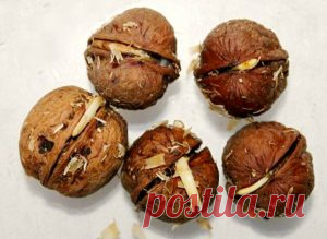 Несколько орехов, вода и немного терпения — настоящий эликсир вечной молодости – В РИТМІ ЖИТТЯ