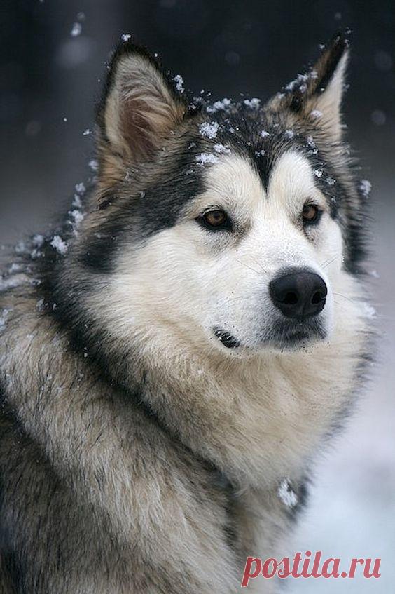 20 Dog Breeds Who'd Be Thrilled To Be Your Work Out Bud