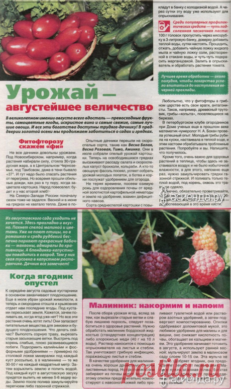 Журнал "Дача круглый год" №8 Август/2015: Группа Практикум садовода и огородника