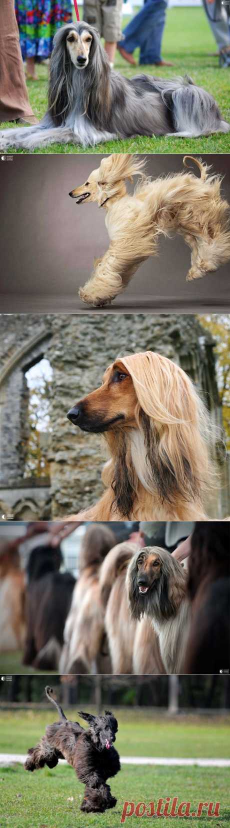 Афганская борзая - Путешествуем вместе