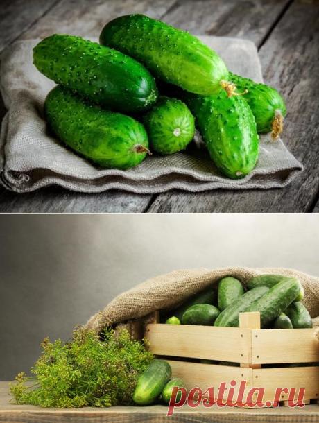Как сохранить огурцы свежими надолго | Golbis