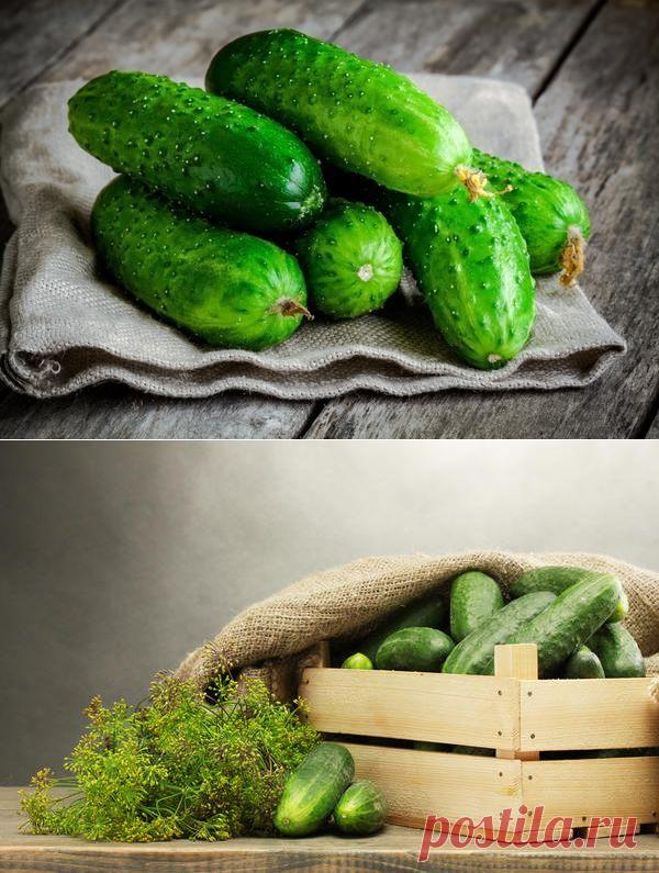 Как сохранить огурцы свежими надолго | Golbis