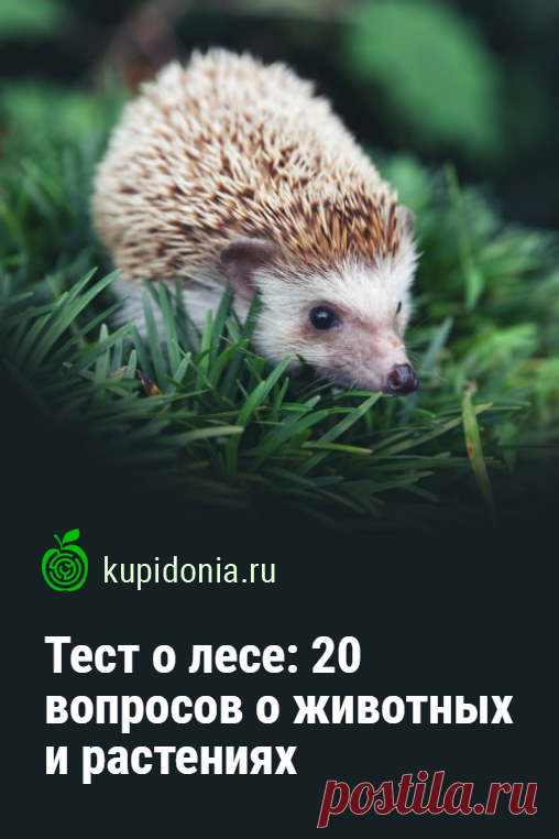 Тест о лесе: 20 вопросов о животных и растениях. Интересный тест о лесных обитателях и растениях, растущих в лесу. Мы подобрали для него 20 интересных вопросов. Проверьте свои знания!