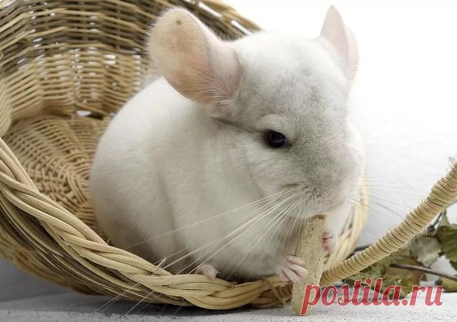 Ухаживать за шиншиллой Грызуны - Журнал полезных советов
