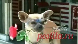 Новое видео с животными - Cмотреть смешное видео, подборки неудач, видео приколы, играть флэш игры онлайн, просматривать смешные и интересные картинки абсолютно бесплатно