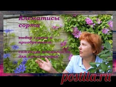 КЛЕМАТИСЫ СОРТА - сорта клематисов для начинающих Советы от Клематис TV