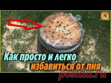 Как избавиться от пня на даче. Самый простой и бюджетный способ без корчевания. Дачные Советы